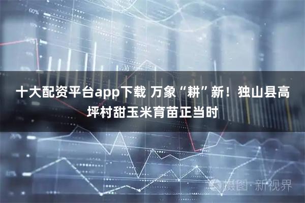 十大配资平台app下载 万象“耕”新！独山县高坪村甜玉米育苗正当时